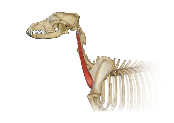 <p>name this muscle</p>