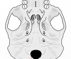 <p><span>A large opening at the base of the skull through which the spinal cord enters the skull.</span></p>