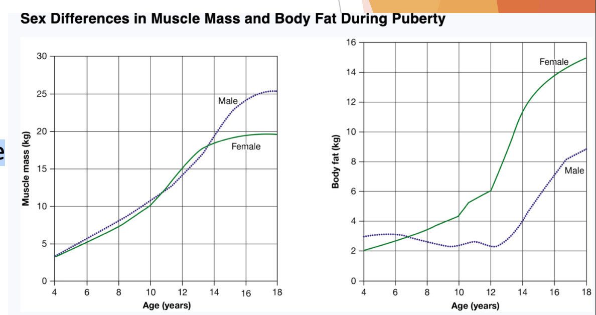 <p><strong><u>Physical Growth During Puberty</u></strong></p><p class="p2"> During the __, not all parts of the body grow at the same pace. A certain amount of ? in growth during this time explains why some adolescents have a “gangly” look in early puberty, as some part of the body grow faster than others.</p><p class="p2"> The extremities (?,?,?) are the first to hit the growth spurt, followed by the __. The ?,?,? are the last parts of the body to reach the growth spurt.</p><p class="p2"> A spurt in levels of ? and ? occurs during puberty.</p><p class="p2"><span data-name="arrow_right_hook" data-type="emoji">↪</span> Boys experience a greater increase in muscle growth due to greater __, whereas girls experience greater increase in body fat due to greater ? increase.</p>
