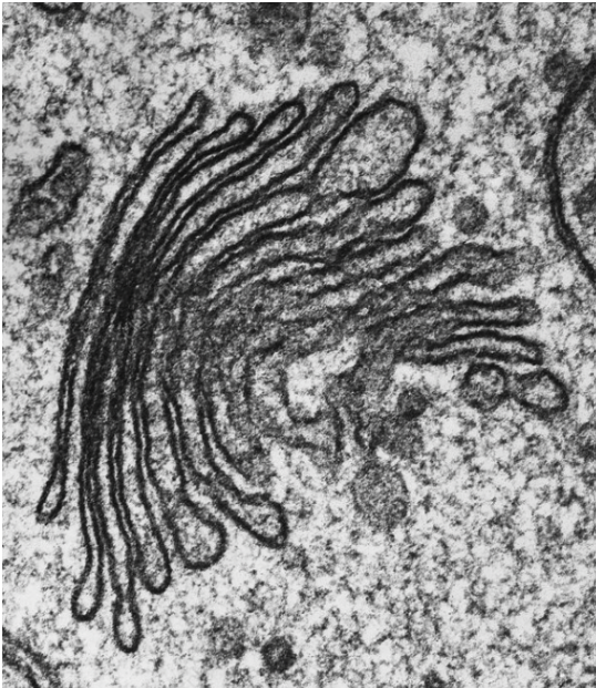 <p>Which organelle </p>