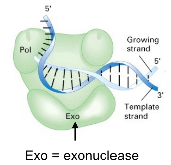 <ul><li><p><u>polymerization</u>, where DNA pol <u>adds nucleotides</u> via <strong><u>polymerase domain (Pol)</u></strong></p></li><li><p><u>exonuclease activity</u>, where DNA pol <u>removes mismatched nucleotides</u> via <strong><u>exonuclease domain (Exo)</u></strong></p><ul><li><p><strong><u>“proofreading”</u></strong></p></li></ul></li></ul><p>^ both affect phosphodiester bonds (make vs. break, respectively)</p><div data-type="horizontalRule"><hr></div><p>(can refer to past flashcard for pic of polymerization, via phosphoryl-transfer rxn)</p>