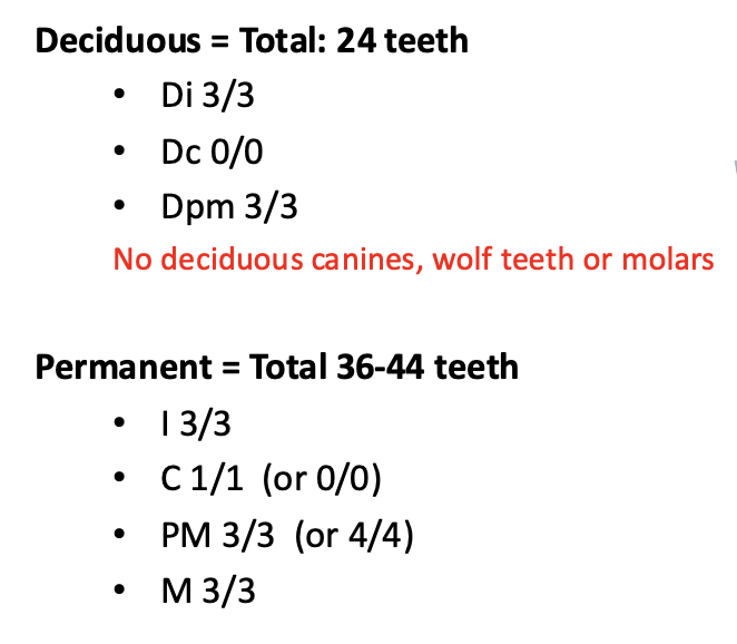 (wolf tooth = 1st PM)