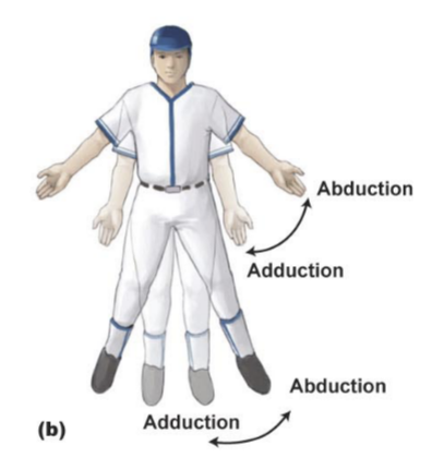 <p>Abduction and adduction</p>