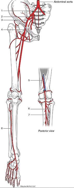 <p><span>Femoral artery</span></p>