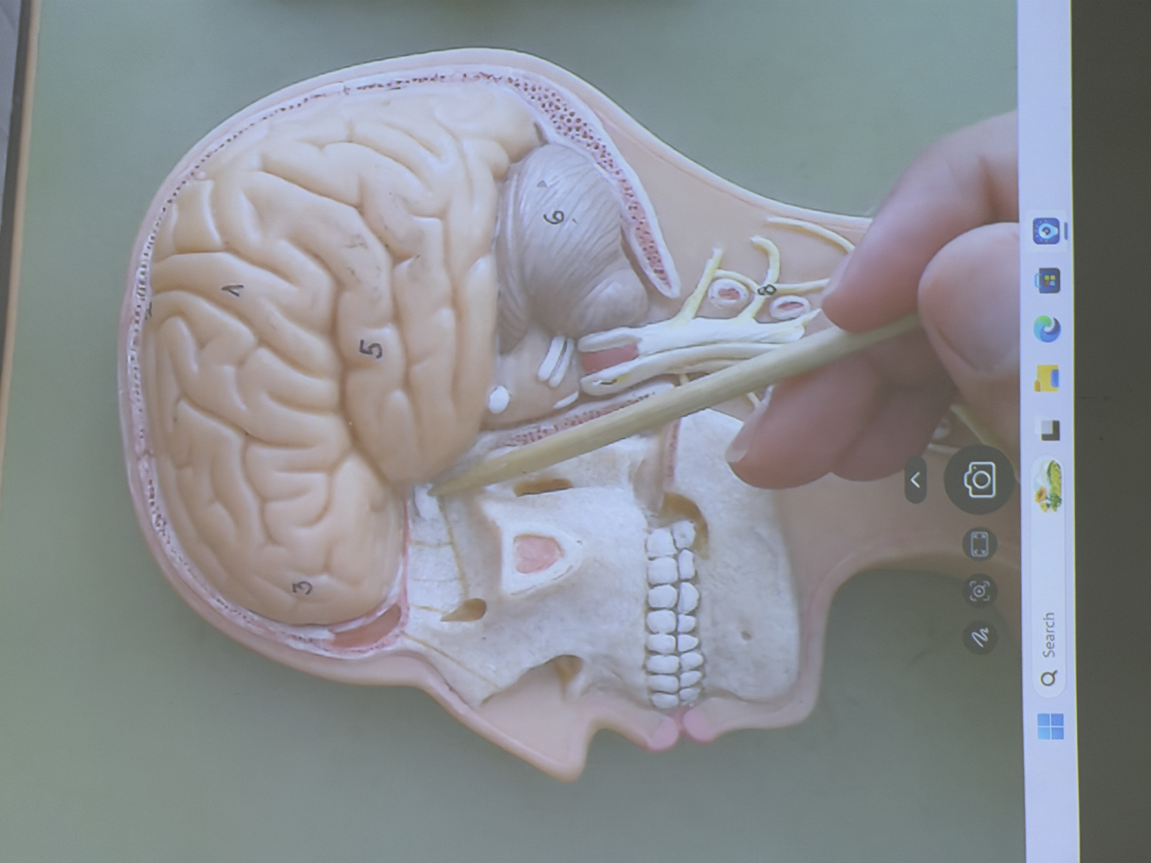 <p>How many can be seen?</p>