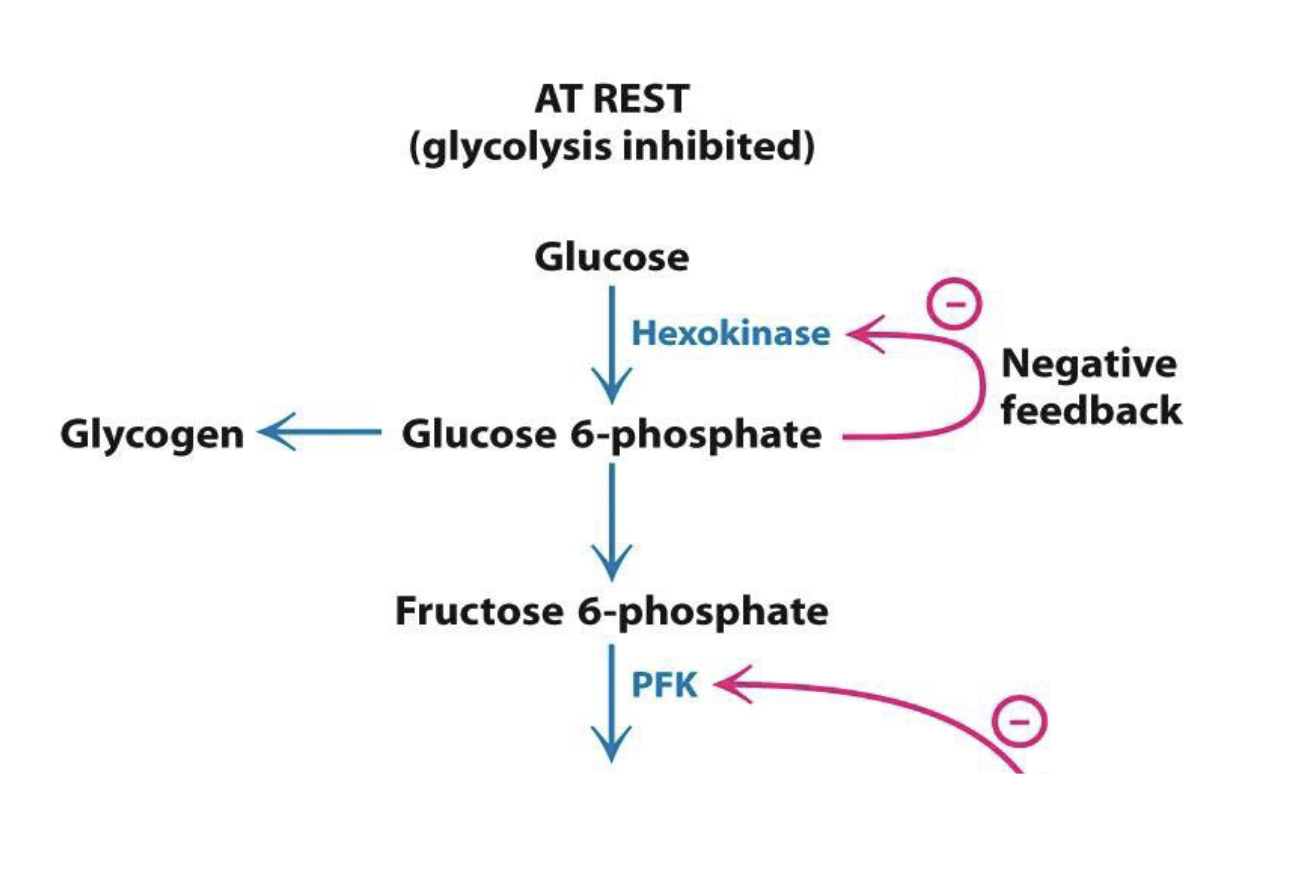 <p>G6P is shunted to another pathway to create glycogen to me stored for later use</p>