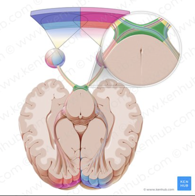 <p>Some nerve fibers cross to the opposite side.</p>