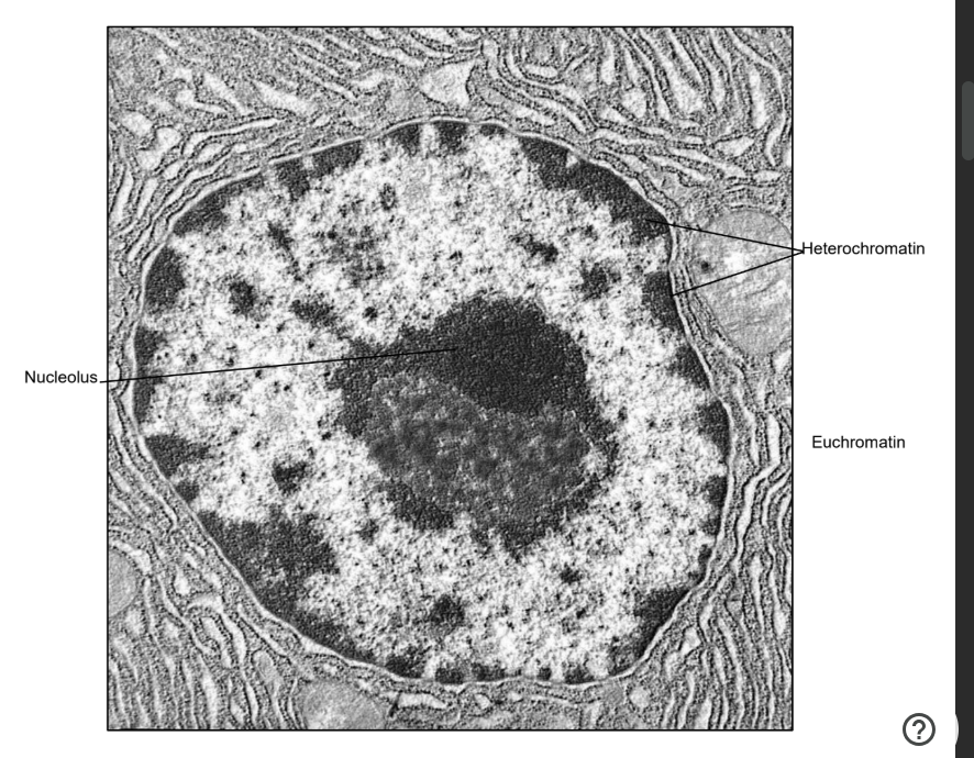 <ul><li><p>The nucleolus appears as a dense mass in the nucleus when viewed under the electron microscope</p></li><li><p>It is composed of DNA carrying rRNA genes, RNA and protein, which functions to synthesize a specific type of RNA known as ribosomal RNA (rRNA) that forms a component of ribosomes</p></li></ul><p></p>