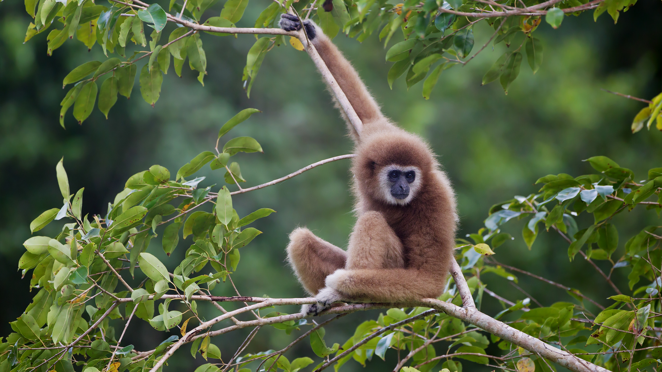 <p>Gibbon</p>