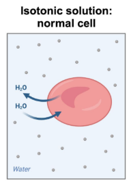 <p>Normal Cell</p>