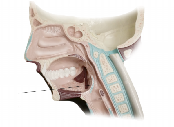 <p><span>Name the structure</span></p>