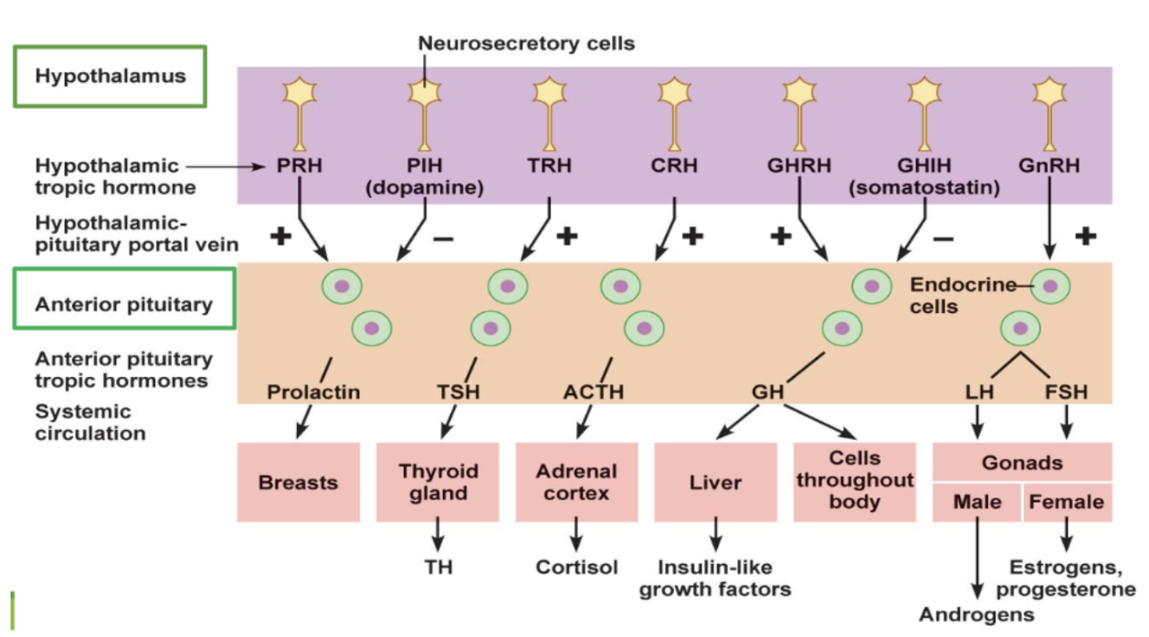 <p><span style="background-color: transparent;">The hypothalamus sends out “releasing hormones” as positive stimulation to the cells of the anterior pituitary gland, prompting them to release their own specific “stimulating hormones” into the target peripheral tissues—and then the peripheral tissues themselves can release their own hormones to exert physiological actions</span></p><ul><li><p><span style="background-color: transparent;">Most releasing hormones are excitatory</span></p></li></ul><p></p>