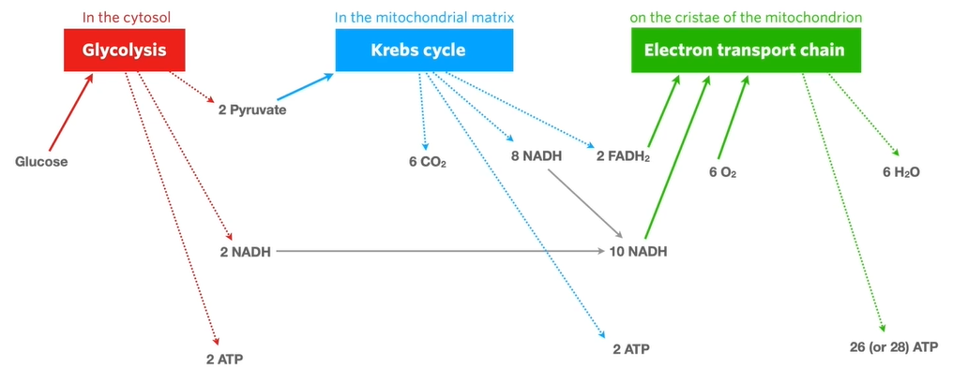 <ul><li><p>aerobic cellular respiration - a form of cellular respiration that occurs when oxygen is present. it is series of enzyme-controlled reactions in which glucose reacts with oxygen to produce carbon dioxide, water and ATP</p></li><li><p>overall equation: C<sub>6</sub>H<sub>12</sub>O<sub>6</sub> + 6O<sub>2</sub> → 6CO<sub>2</sub> + 6H<sub>2</sub>O</p></li><li><p>however, above is a simplified version. there are many enzyme-controlled reactions involved that occur over 3 stages.</p></li></ul><ol><li><p>glycolysis</p></li><li><p>krebs cycle</p></li><li><p>electron transport chain</p></li></ol><p></p><ul><li><p>ATP yield per glucose molecule</p><ul><li><p>glycolysis - 2</p></li><li><p>krebs cycle - 2</p></li><li><p>ETC - 26 or 28</p></li><li><p>= 30 or 32 ATP in total</p></li></ul></li></ul><p></p>