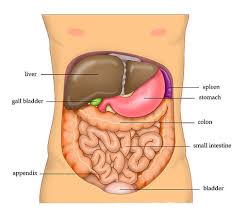 <p>descending colon</p>