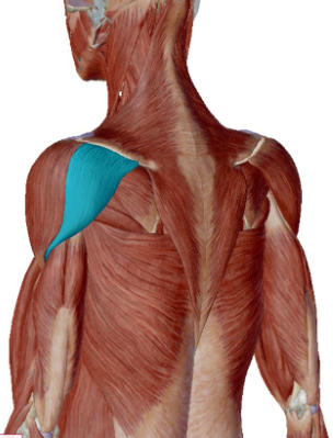 <p>what muscle is this</p>