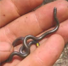 <p>Characteristics of family Leptotyphlopidae (5)</p>