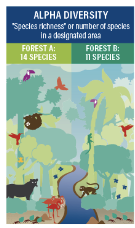 <p>The local diversity or the number of species found in a specific, relatively homogenous site</p>