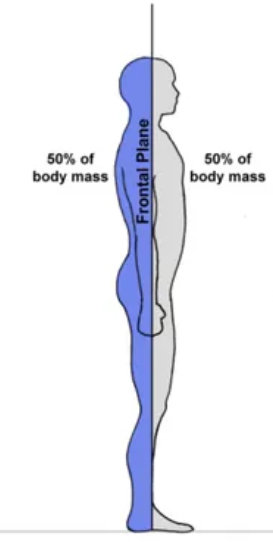 <p>Divides front and back </p>