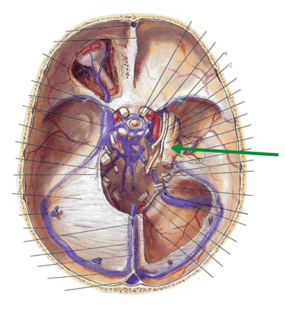 <p>Identify the structure indicated by the arrow</p>