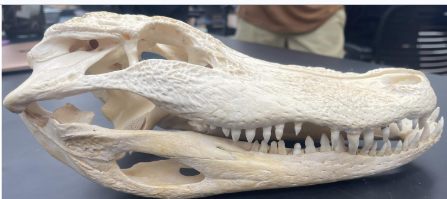 <p>What skull is this and what’s it’s dentition</p>