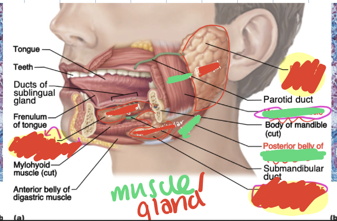 <p>muscles and glands in mouth</p>