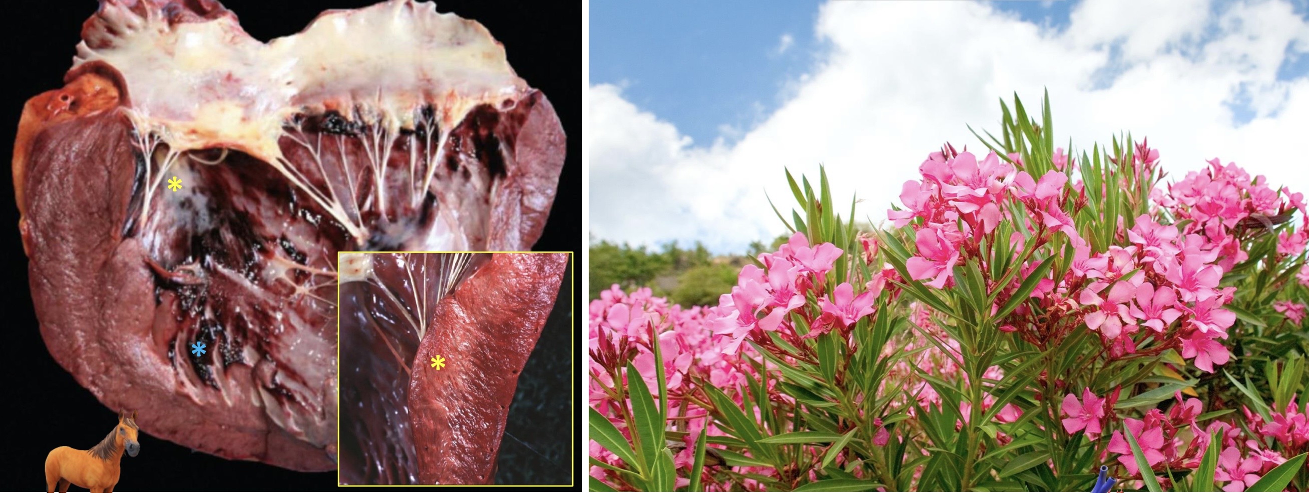 <p>CARDIOVASCULAR: intoxicación por Adelfa (Nerum Oleander) </p><p>Miocarditis necrotizante y hemorragica </p>