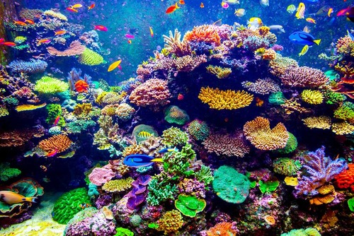 <p>coral reef</p>