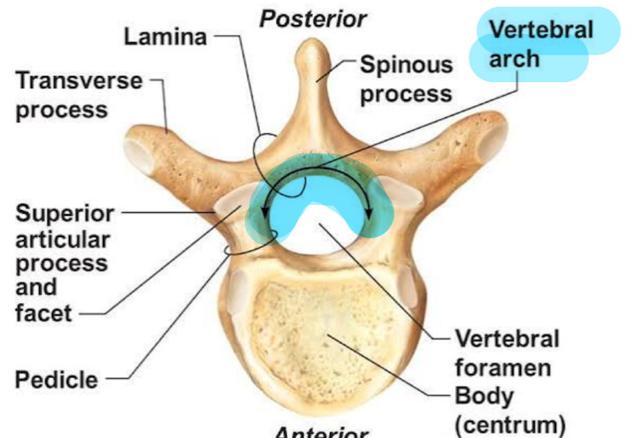 <p><strong>How is the vertebral arch formed?</strong></p>