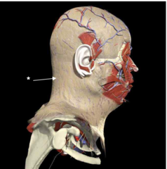 <p>Identify the fascia at the star</p>