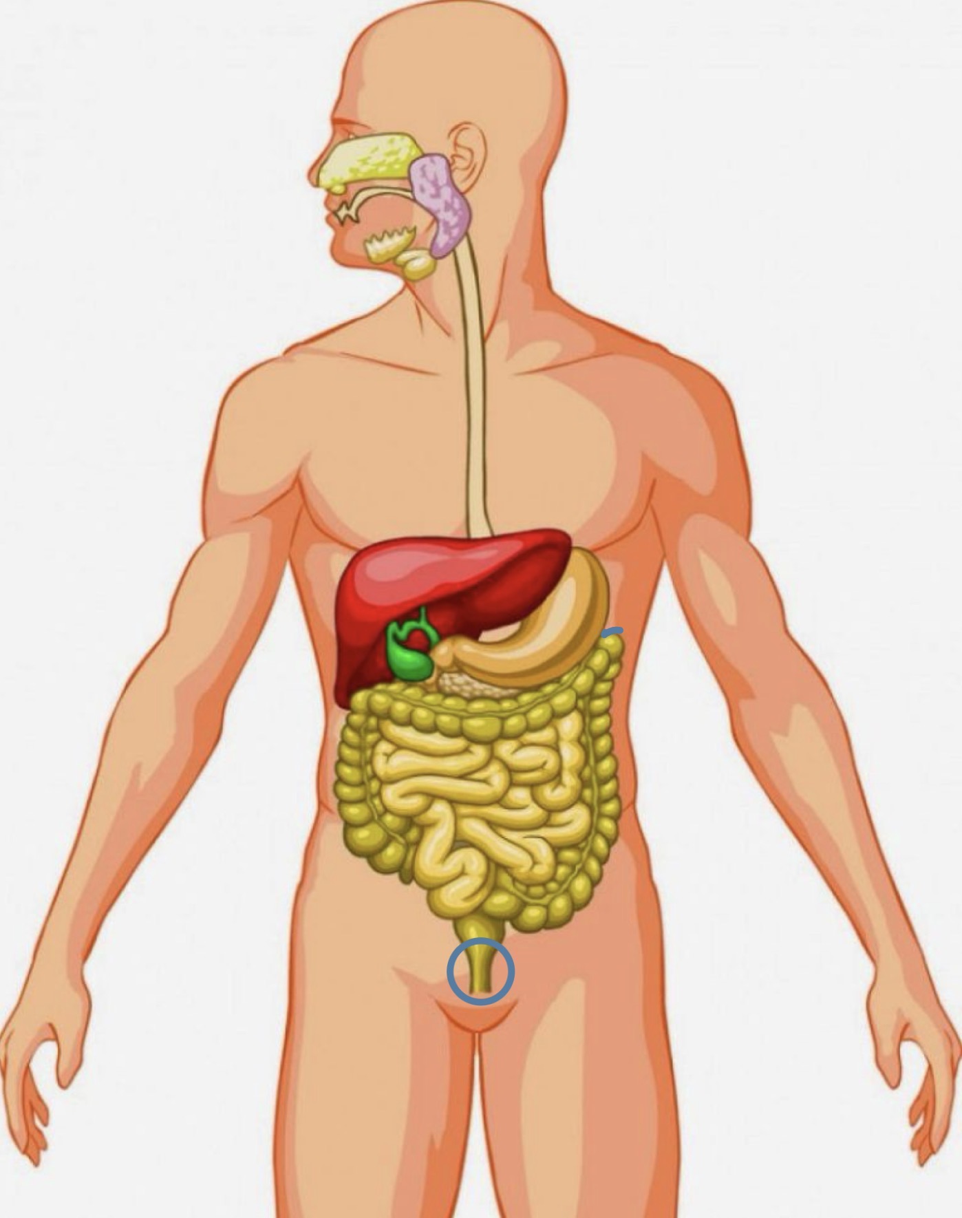 <p><strong><span>Name of the following organ</span></strong></p>