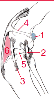 <p>Lateral view (label 1-6)</p>