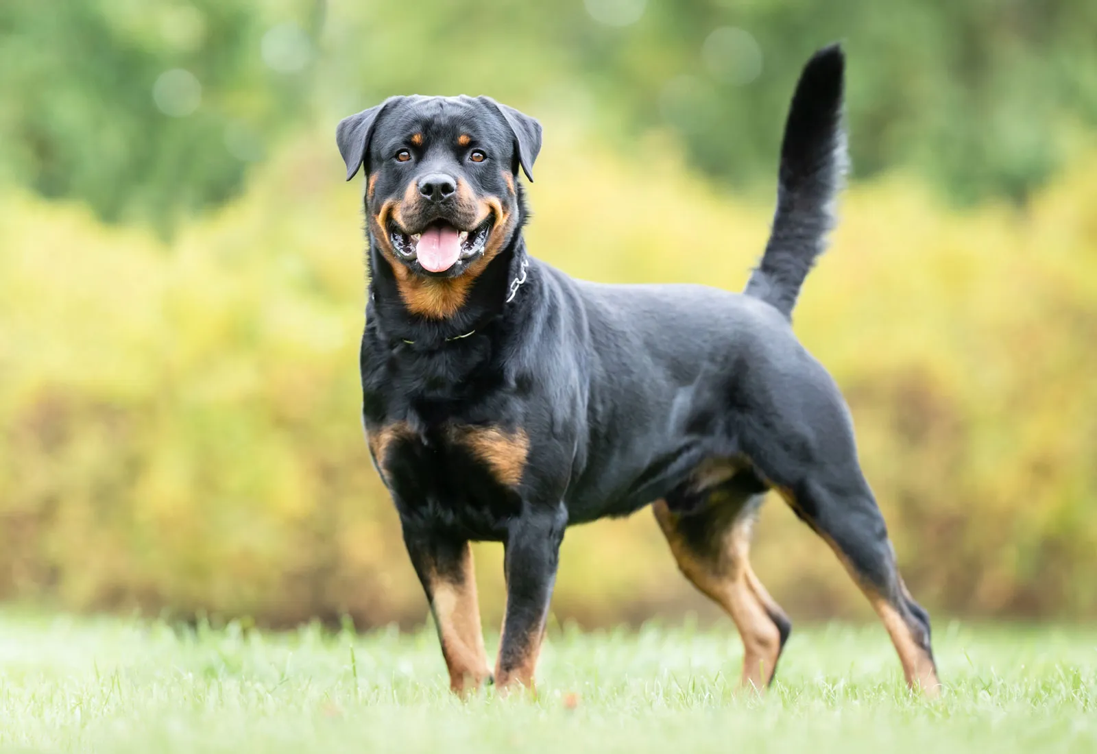 <p>CPV breed predisposition</p>