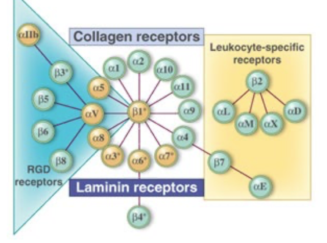 <p>Fordi forskellige α- og β-kæder kombineres til forskellige <strong>heterodimere</strong> med forskellige bindingsspecificiteter.</p>