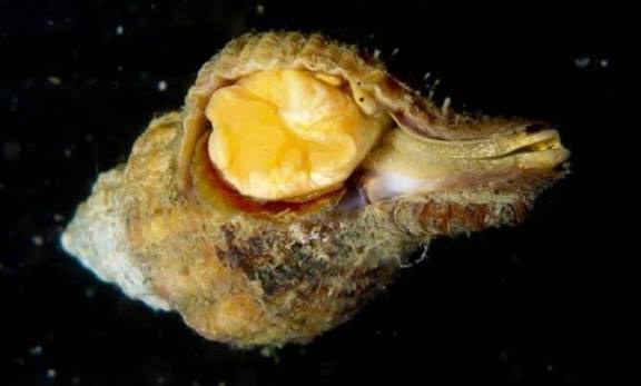 <p>What is the common name and scientific name of this organism </p>