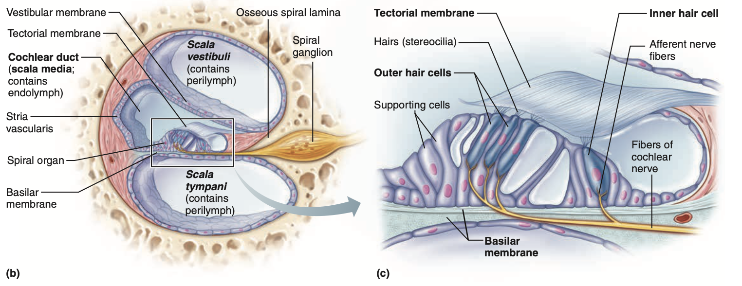 <p>The <strong><mark data-color="yellow" style="background-color: yellow; color: inherit;">organ of corti</mark></strong> is located at the bottom of the <strong>cochlear duct</strong>. With the <strong><mark data-color="yellow" style="background-color: yellow; color: inherit;">basilar membrane</mark></strong> bordering the bottom of it.</p><p>Connected above the <strong>basilar membrane</strong> are <strong><mark data-color="purple" style="background-color: purple; color: inherit;">mehanoreceptors</mark></strong>, called “<strong><mark data-color="purple" style="background-color: purple; color: inherit;">hair cells</mark></strong>”.</p><p>Connected to the base of these <strong><mark data-color="purple" style="background-color: purple; color: inherit;">hair cells</mark></strong> are <strong><mark data-color="purple" style="background-color: purple; color: inherit;">fibres of the cochlear nerve</mark></strong> running through the basilar membrane.</p><p>Directly above the hair cells is the <strong><mark data-color="yellow" style="background-color: yellow; color: inherit;">tectorial membrane</mark>.</strong></p><ul><li><p>The ‘hairs’ of some hair cells can be connected to the <strong>tectorial membrane</strong></p></li></ul><p></p><ol><li><p>Vibrations travelling through the fluid in the <strong><mark data-color="yellow" style="background-color: yellow; color: inherit;">scala vestibuli</mark> </strong>&amp;<strong> <mark data-color="yellow" style="background-color: yellow; color: inherit;">scala tympani</mark></strong> pushes and moves the basilar membrane up and down.</p></li><li><p>Pushes <strong><mark data-color="purple" style="background-color: purple; color: inherit;">hair cells</mark></strong> up, and the hairs are smushed into the <strong><mark data-color="yellow" style="background-color: yellow; color: inherit;">tectorial membrane</mark></strong></p></li><li><p>As the hair cells are <strong><mark data-color="purple" style="background-color: purple; color: inherit;">mechanoreceptors</mark></strong>, the physical deformations in their cell membranes activate then, sending graded receptor potentials which can become action potentials down the <strong><mark data-color="purple" style="background-color: purple; color: inherit;">cochlear nerve</mark></strong></p></li></ol><ul><li><p>Transduces physical sensation (movement of hair cells from vibrations) into electrical signals</p></li></ul><p></p>