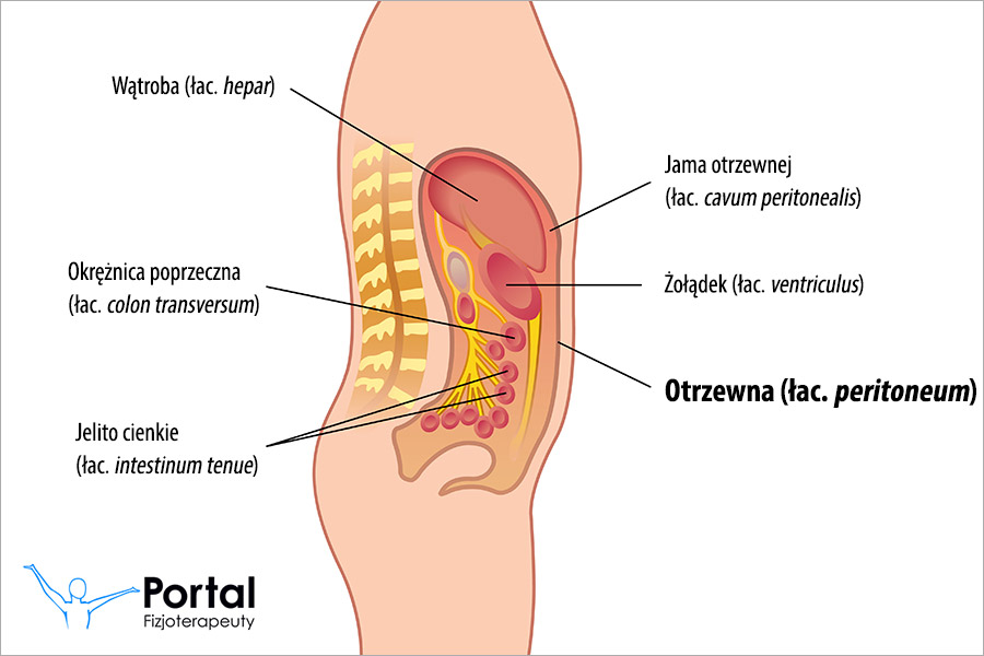 <p>Błona surowicza z blaszką ścienną i trzewną oraz jamą z płynem. Pełni funkcję ochrony mechanicznej i obronnej, zawiesza narządy wewnętrzne przy zachowaniu ich ruchomości oraz maksymalnie zmniejsza tarcie za pomocą płynu surowiczego</p><p></p>