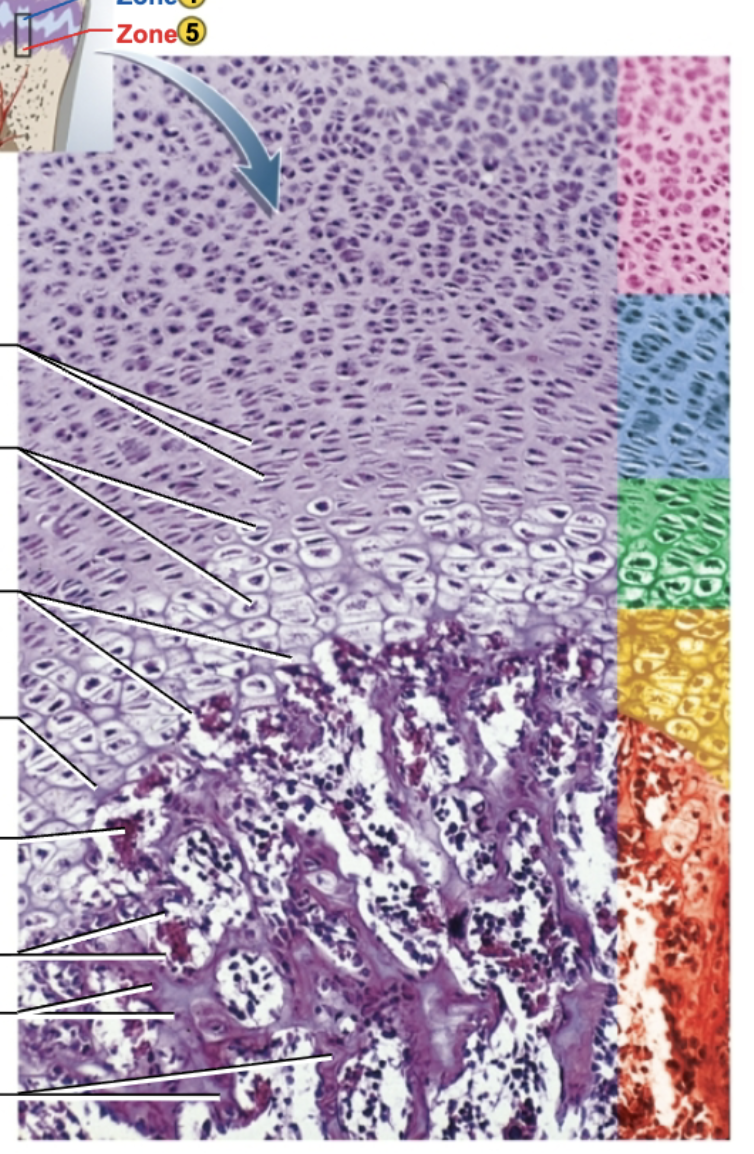 <p>label each region on the far right (colors)</p>