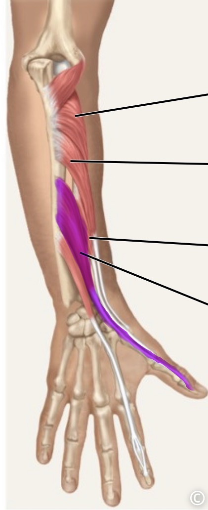 <p>posterior</p>