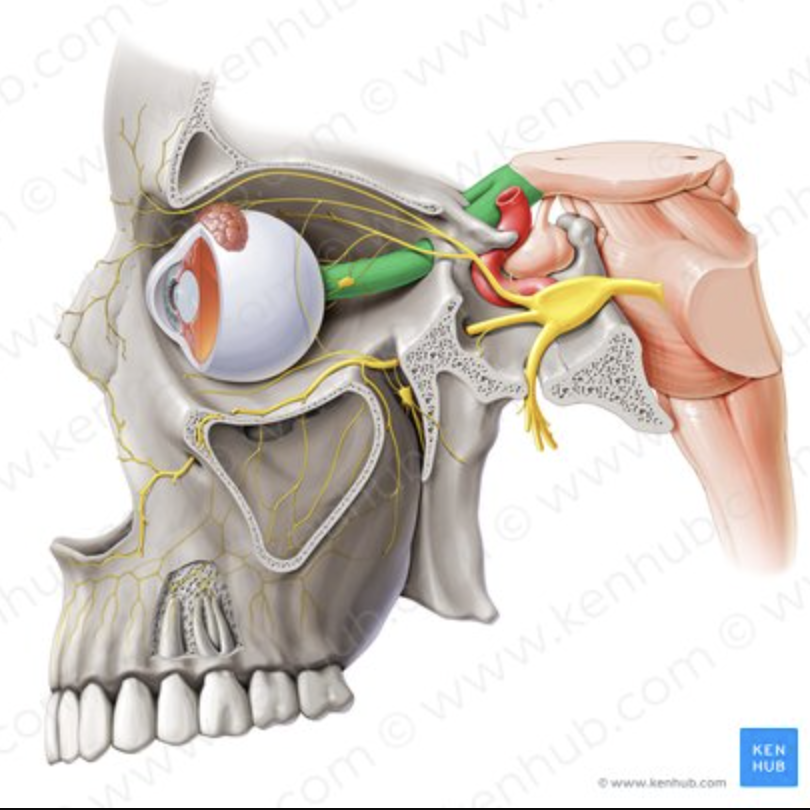 <p>Carries visual information from each eye.</p>