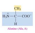 <p>non polar amino acid with alkyl as R group</p>