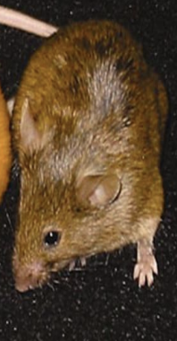 <p>brown and small</p>