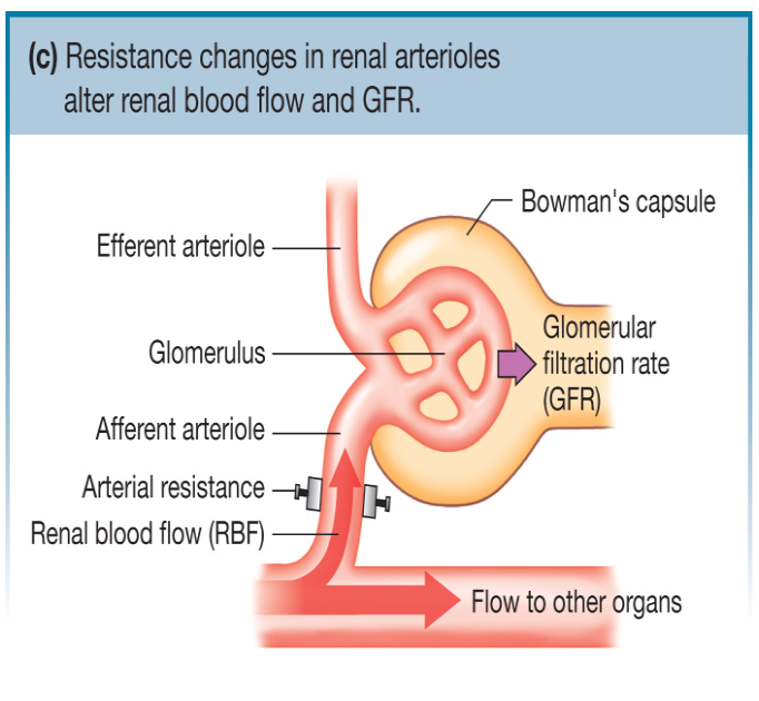 <p>Resistance at both sites is modulated by the sympathetic nervous system AND…</p>