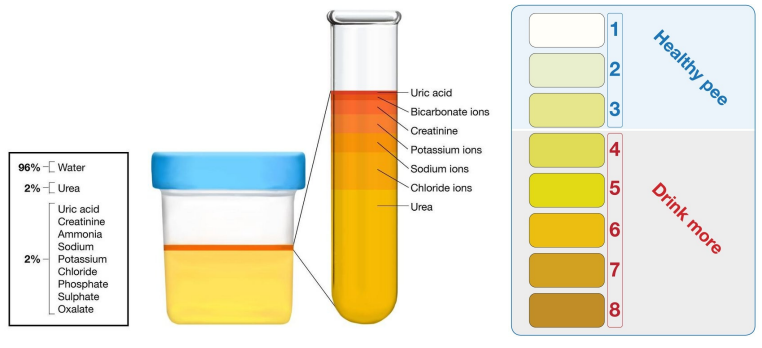 <ul><li><p>96% water</p></li><li><p>2% urea</p></li><li><p>2% uric acid, creatine, ammonia, sodium, potassium, chloride, phosphate, sulphate, oxalate</p></li></ul><p></p>