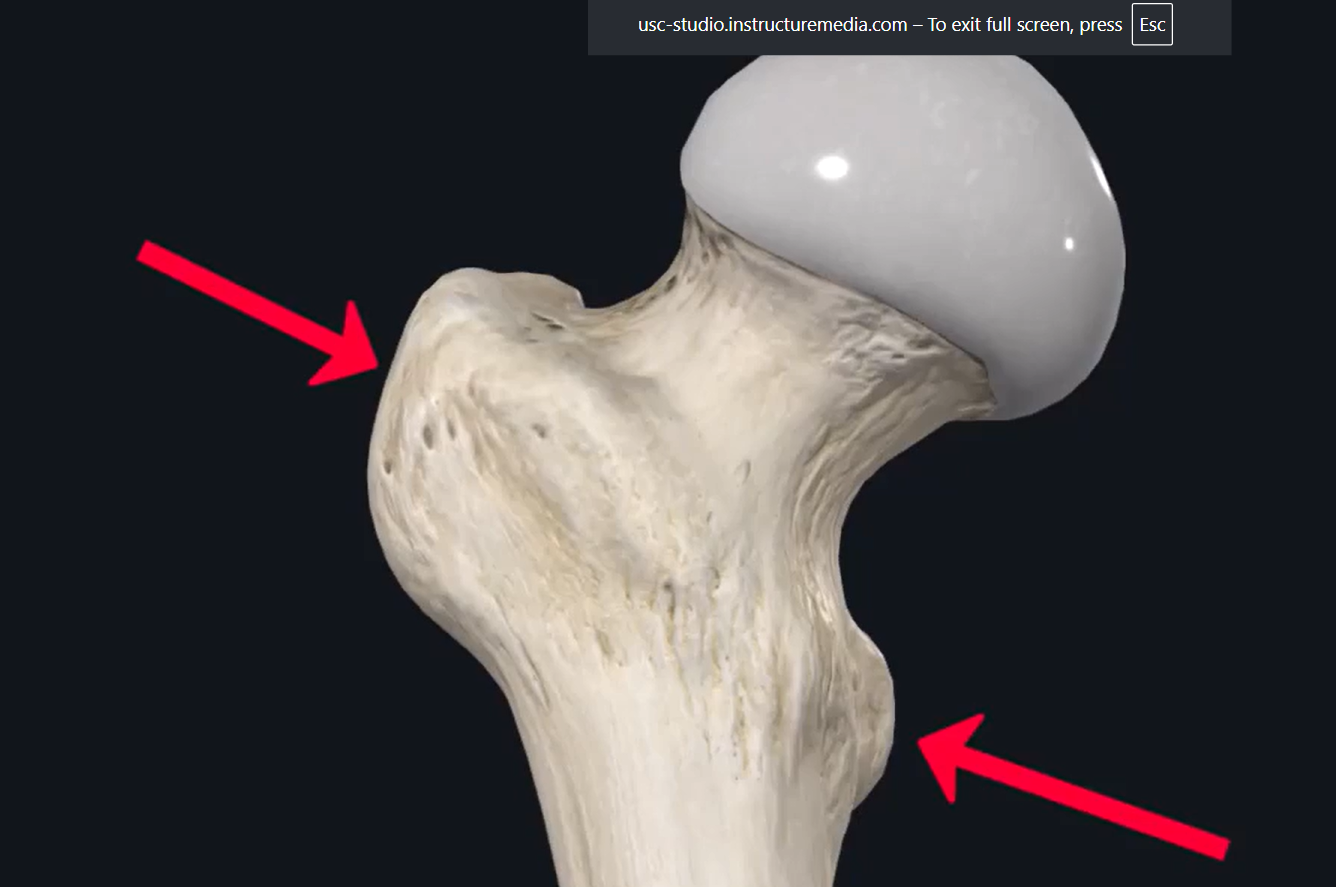 <p>what are these two areas called?</p>