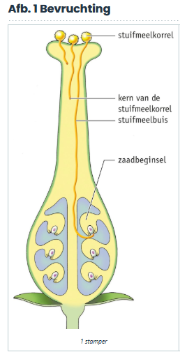 <p><span>De stuifmeelbuis groeit door <strong>de stijl</strong> naar <strong>een zaadbeginse</strong>l in <strong>het vruchtbeginsel</strong>.</span></p>