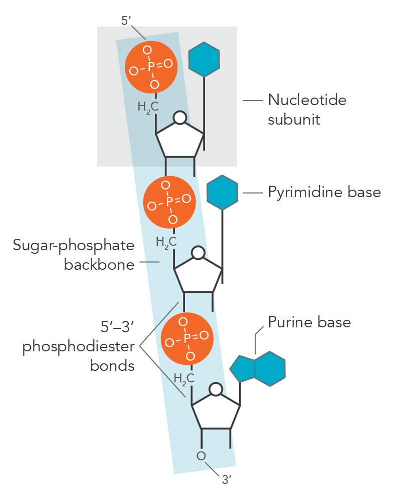 <p>Phosphodiester Bond </p>
