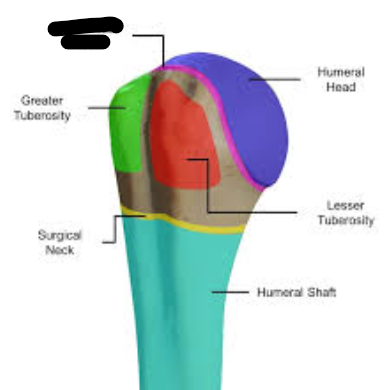 <p>What bone landmark is this within the <strong>Humerus </strong></p>