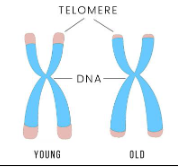 <p>Telomeres </p>