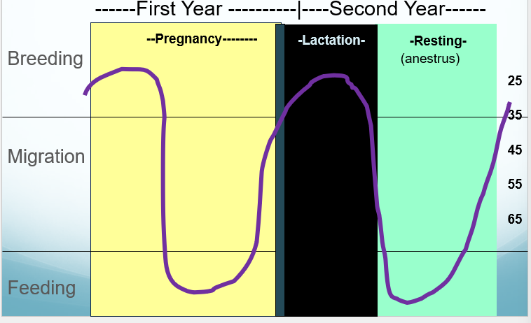 <p>reproductive 2 year cycle in which the first year is pregnancy during breeding migration, and feeding while the second year is lactation during the breeding and resting during the migration and feeding</p>