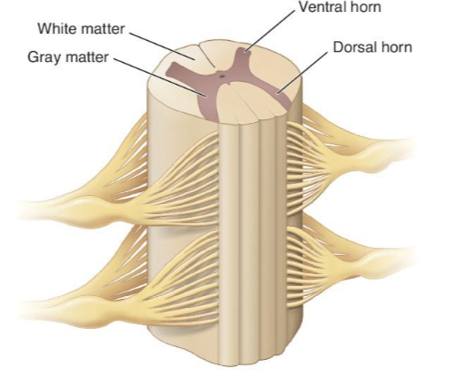 <p>Spinal cord</p><ul><li><p>Ventral horns</p><ul><li><p>Anterior extensions</p></li><li><p>Efferent motor neurons leaving cord</p></li></ul></li><li><p>Dorsal horns</p><ul><li><p>Posterior extensions</p></li><li><p>Sensory neurons receiving afferent impulses</p></li></ul></li></ul><p>Tissue composition</p><ul><li><p>White matter: Axons and dendrites</p></li><li><p>Gray matter: Cell bodies</p></li></ul><p></p>